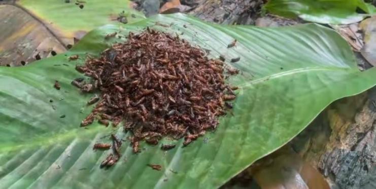 真正的丛林美食有哪些,硬核知识大全100个