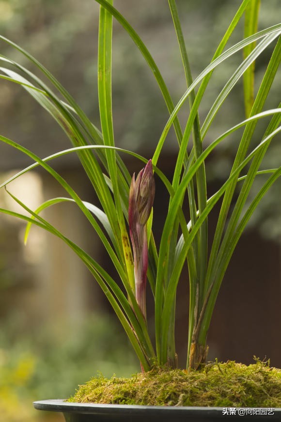 兰花淋雨好吗,兰花淋雨施什么药