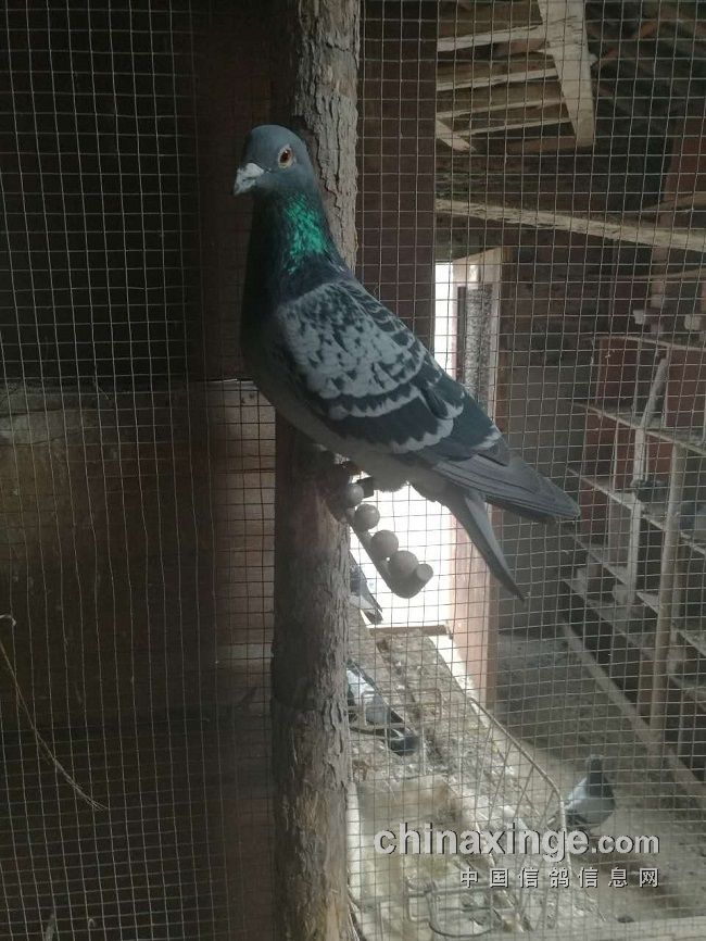 宁镇扬大赛,宁镇扬足球邀请赛