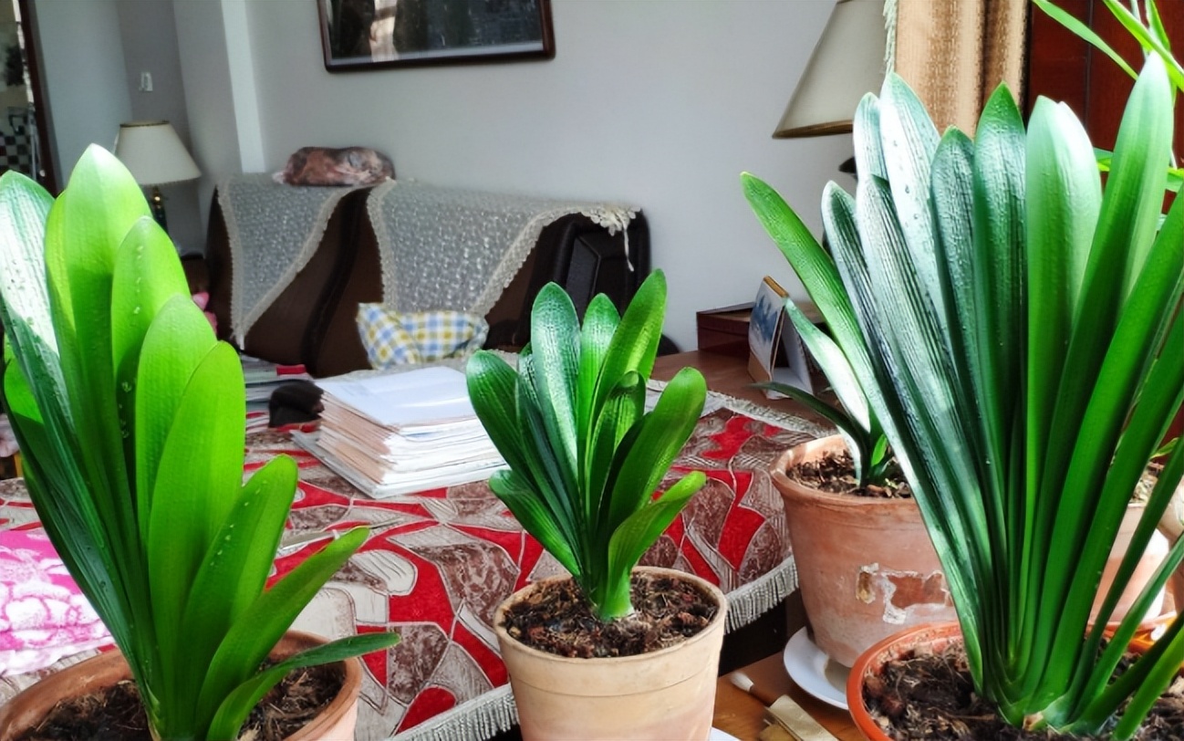 君子兰剃头后如何养,什么时候给君子兰剃头