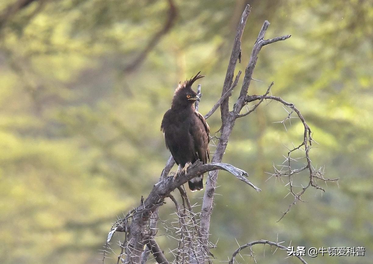 最厉害猛禽是什么鸟,世界十大猛禽实力排名虎雕
