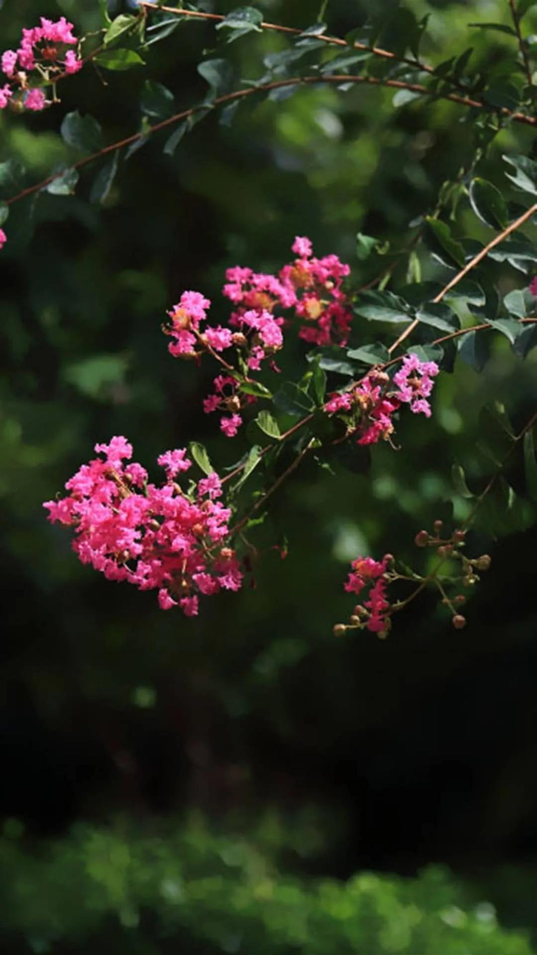 紫薇花壁纸高清全屏,唯美紫壁纸