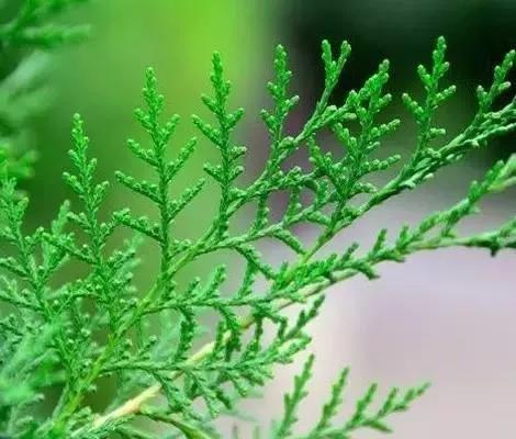 世界芬芳漂亮存在天地间，生活物品的妙用，我们要掌握