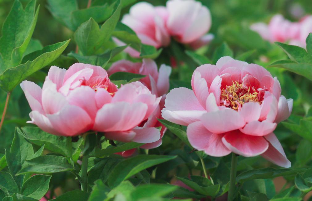 5天时间郑州出发适合去哪玩自驾,郑州到太行山一号公路自驾路线图