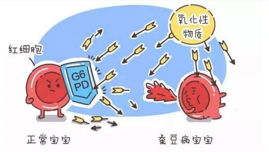 蚕豆病吃了蚕豆会溶血吗,蚕豆病吃消炎药有影响吗