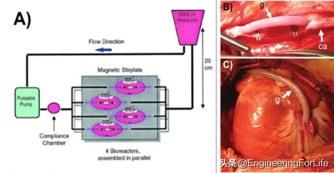 血管组织工程的生物制造方法及生物纺织品
