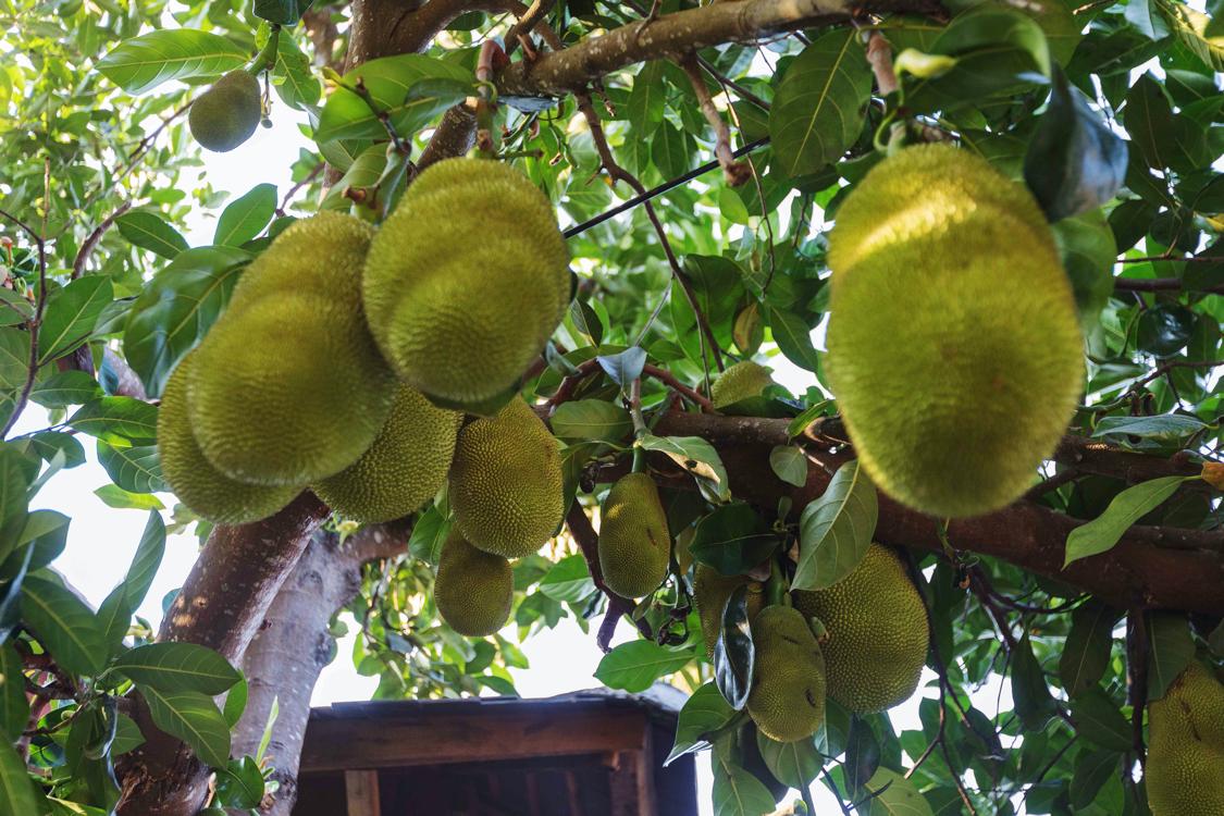 骂版纳是因为你没走出告庄玩版纳跟着小姐姐们走你才晓得味道