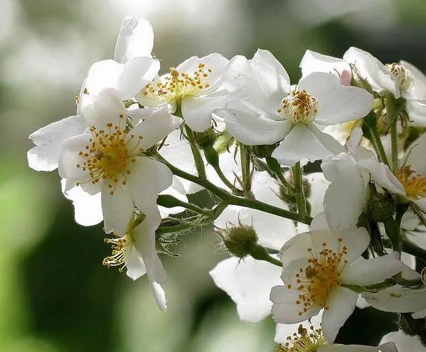 花开荼蘼花事了诗句,花开到荼蘼的诗句