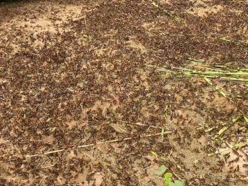 南召县石门乡:小蚂蚱成产业助力乡村振兴