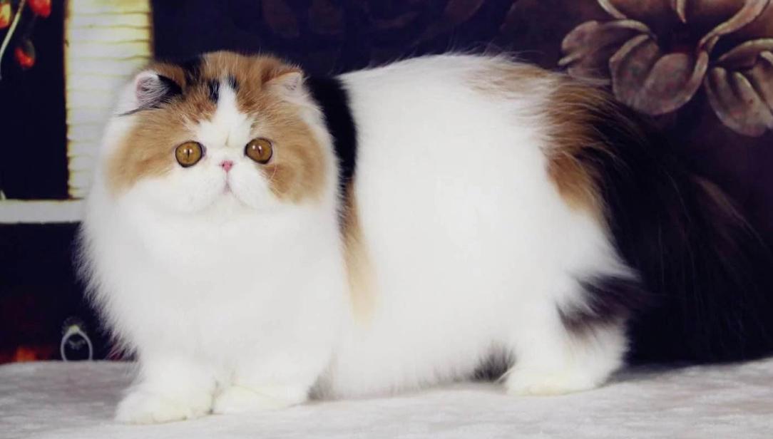 如何选择适合自己的一只猫,拥有一只猫你会获得什么呢