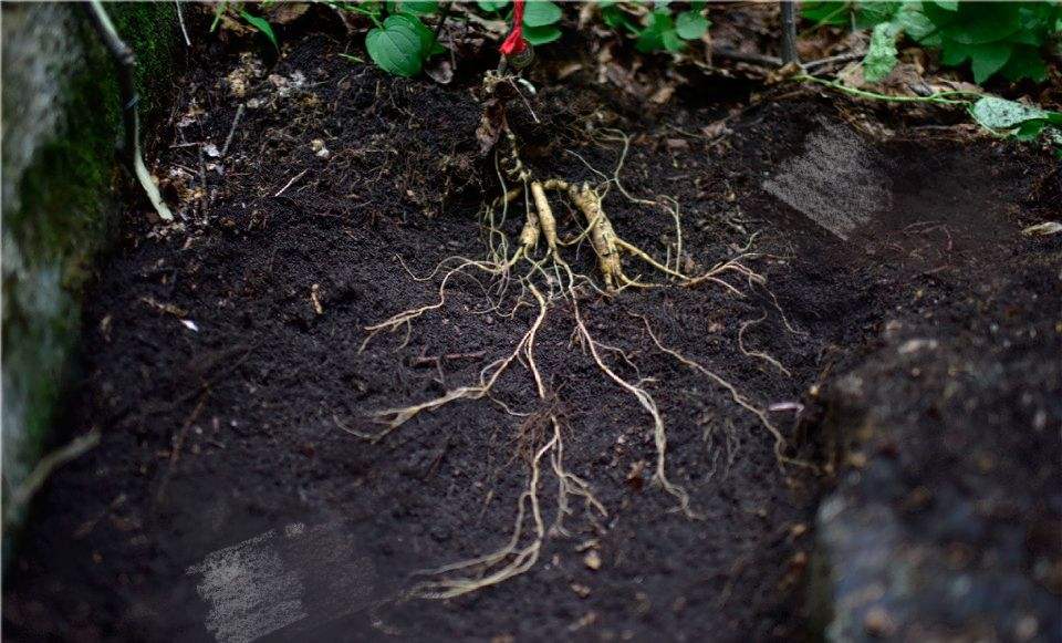 挖参人深山挖到百年孩儿参,韩国采参人挖到野生百年孩儿参