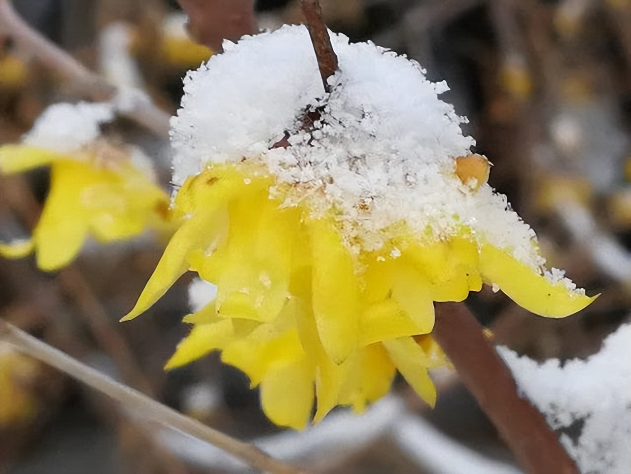 每个月农历十二月的花语,一月的花语