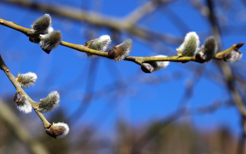 读10首春日诗词充满了希望和力量,最经典早春诗词