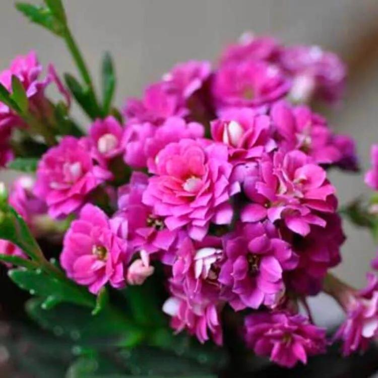 花草种类名称介绍,各种各样的花草名称大全