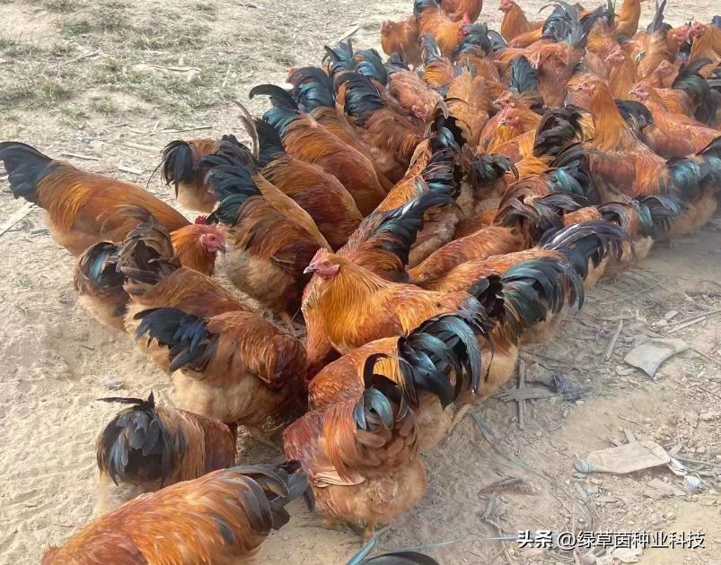 绿草茵干货分享：动物适合的牧草品种该怎么选择？值得收藏。