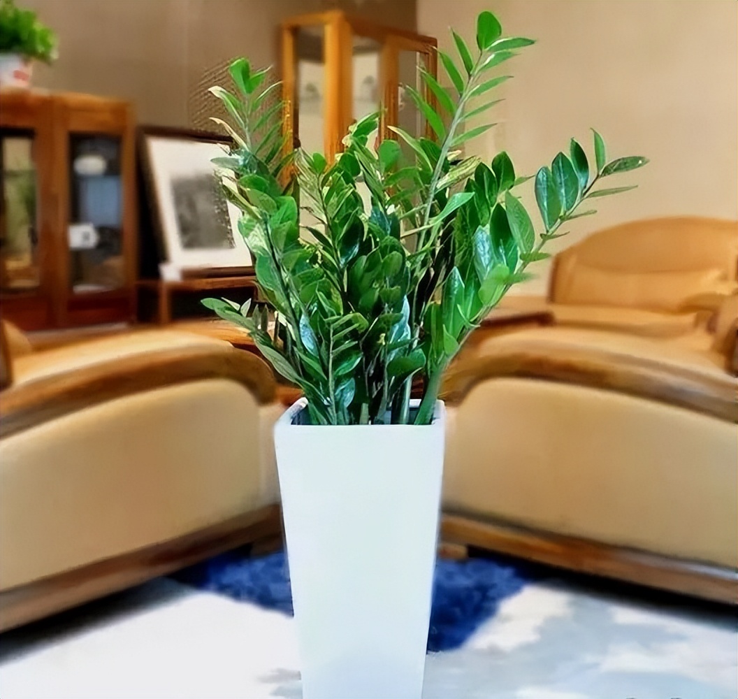 好运又吉利的花,夏季十大喜庆的花