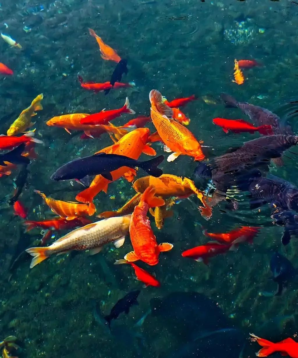 济南元素再一次火爆“出圈”！省长推介的诗意济南是什么样子的？