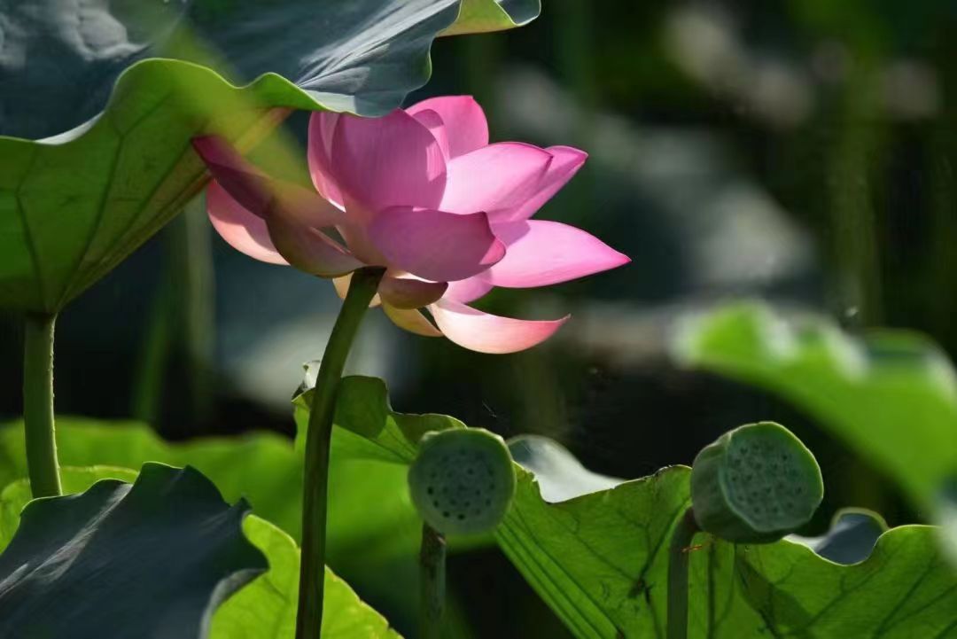 淮阳荷花节游龙湖赏荷花,大美淮阳荷花初绽游人如织