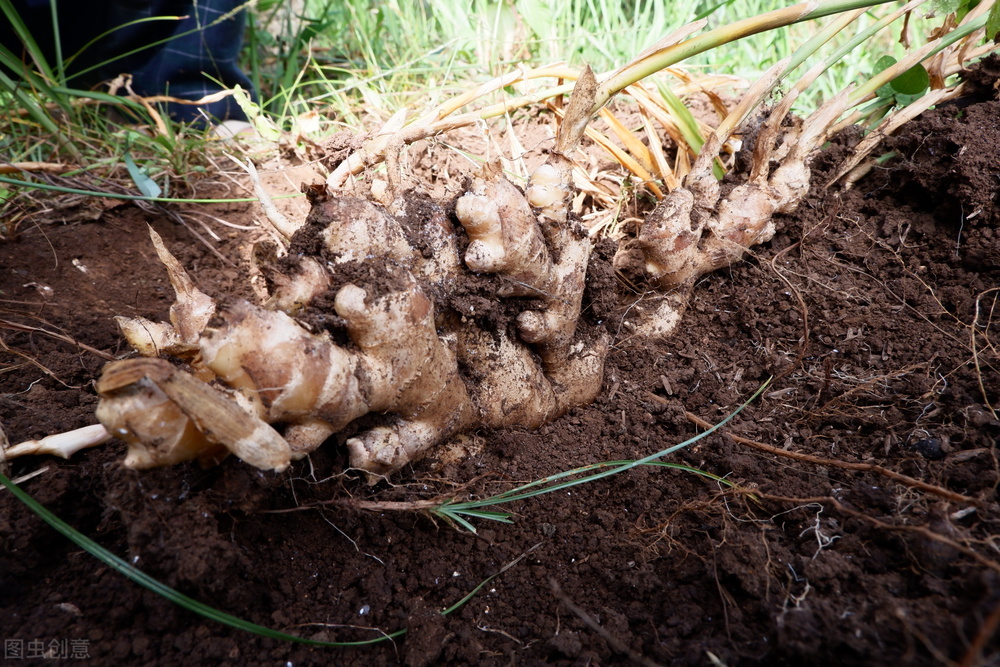 生姜收获方法和技巧,生姜晚采收还是早采收好