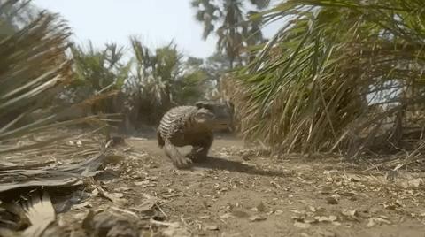 9.3涨到9.5，大神一出手，全网高潮！