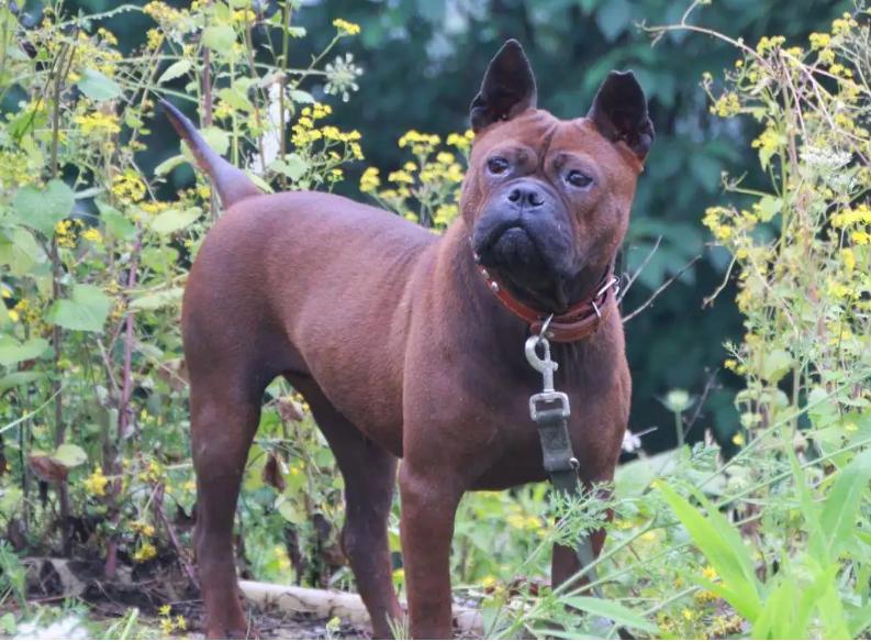 狗狗视频大全小狗打猎,上山打猎狗狗