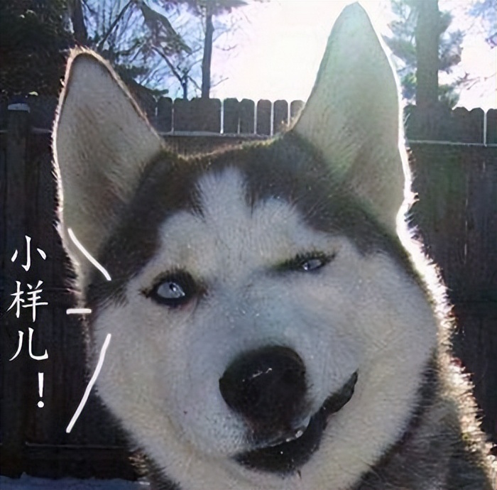 哈士奇没胃口吃饭,哈士奇没有狗粮怎么治它