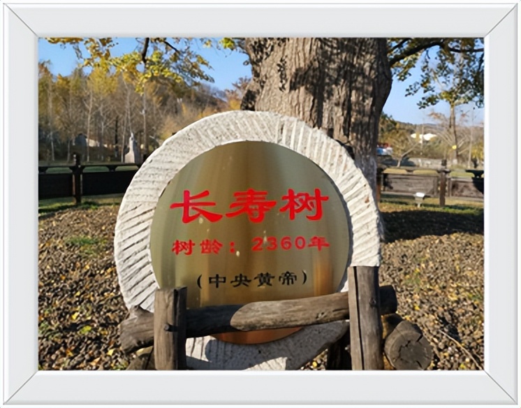 中国千年银杏谷住宿,中国千年银杏谷