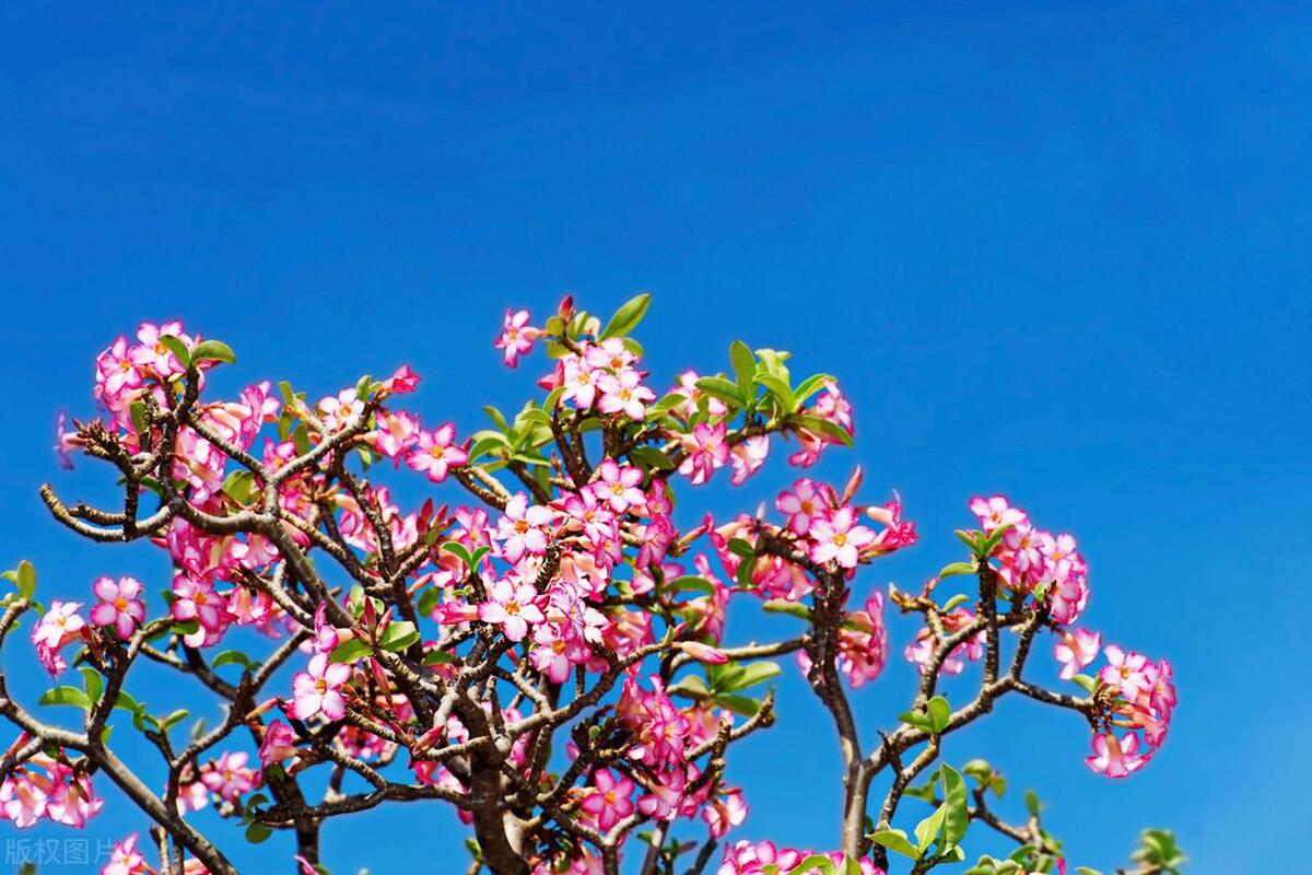 如何养沙漠玫瑰才能爆盆,沙漠玫瑰盆栽怎么养才能经常开花