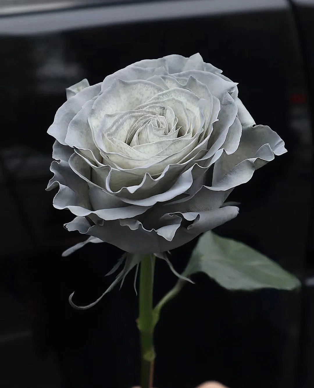 花艺教程花材打理知识,花艺教程常用花材及叶材有哪些