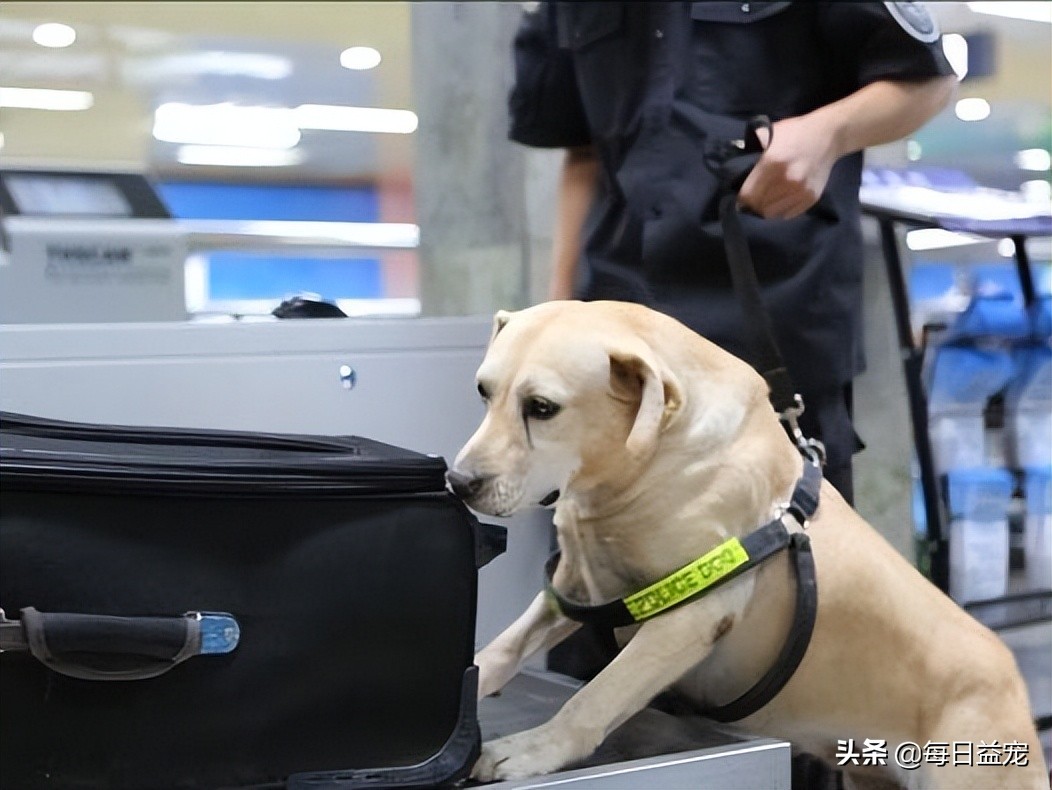 警犬上班偷懒被发现,警犬被开除原因笑喷