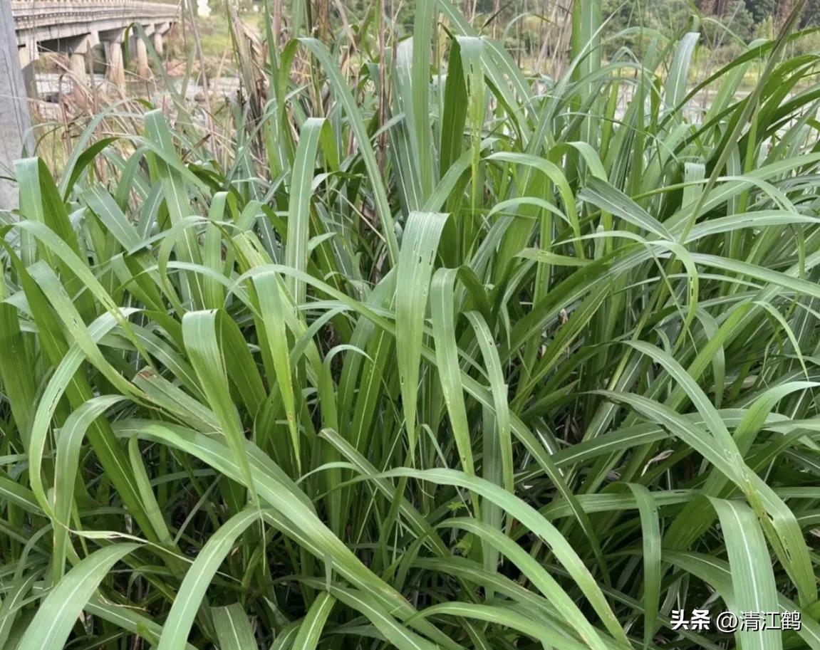 怎样解决除草剂对树的危害,十大恶性杂草除草方案