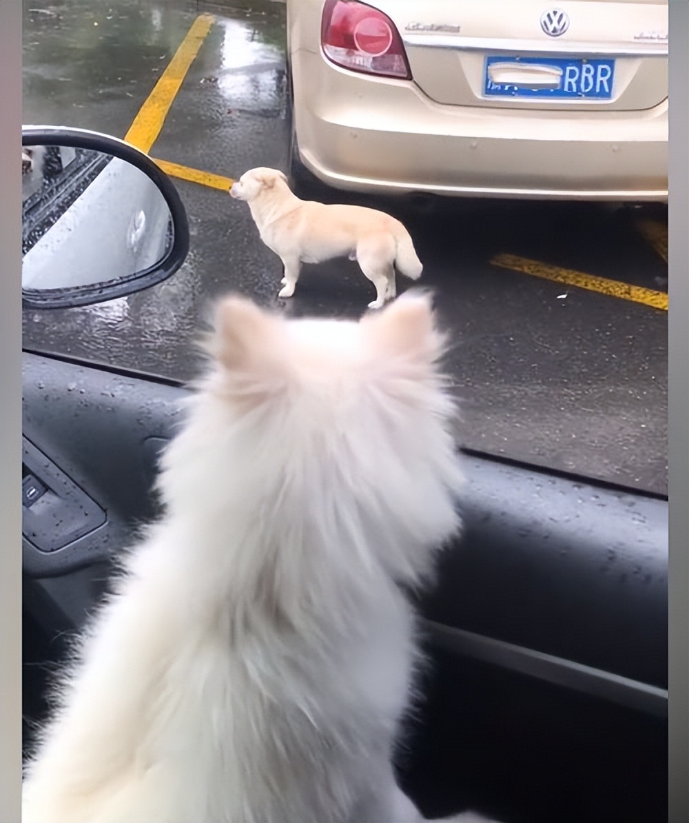 流浪狗狗淋雨走路视频,流浪狗雨中淋雨视频