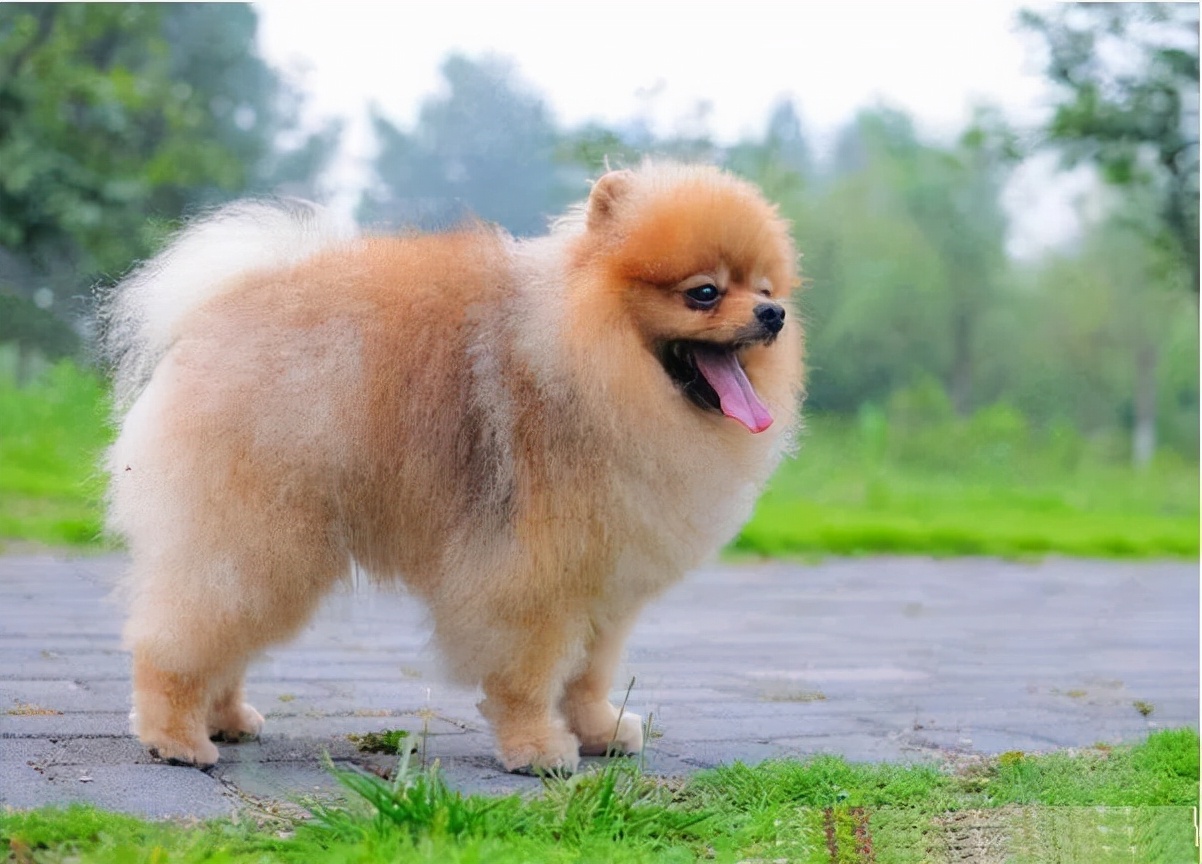 狗狗不停的扒自己的窝是干什么,狗狗一直扒门一直哼哼唧唧