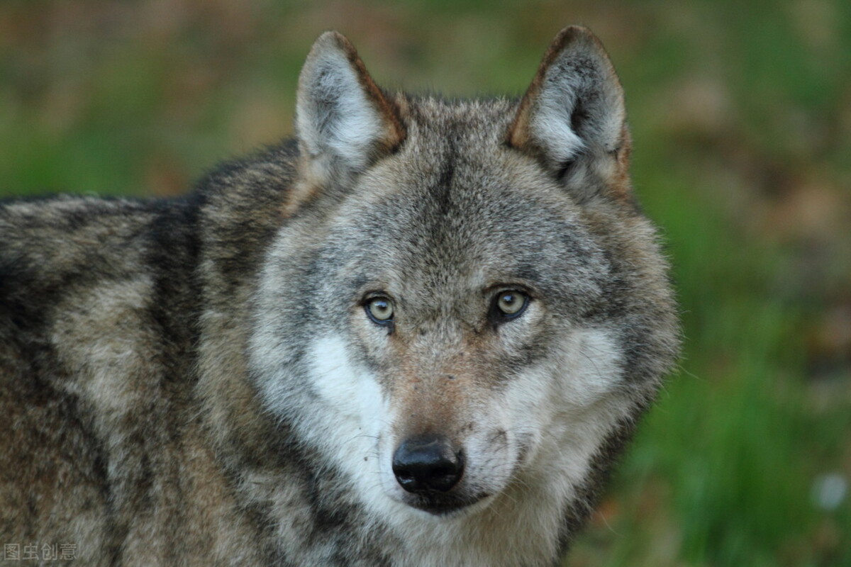 狼和狗是同一种动物,狼和狗是同一物种