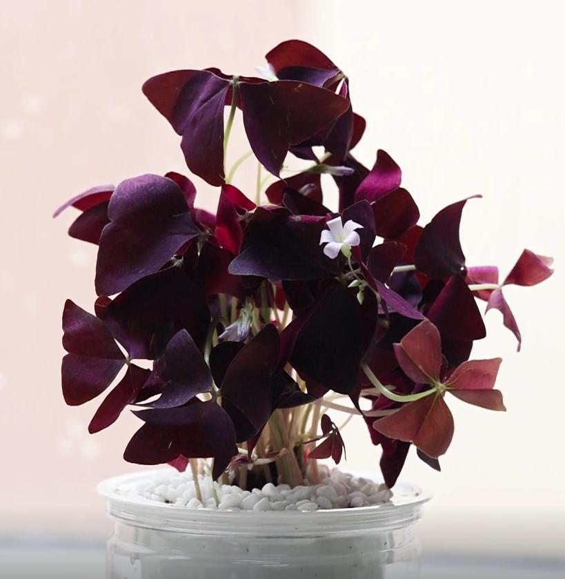 云种植宣传视频,云种果农业课堂