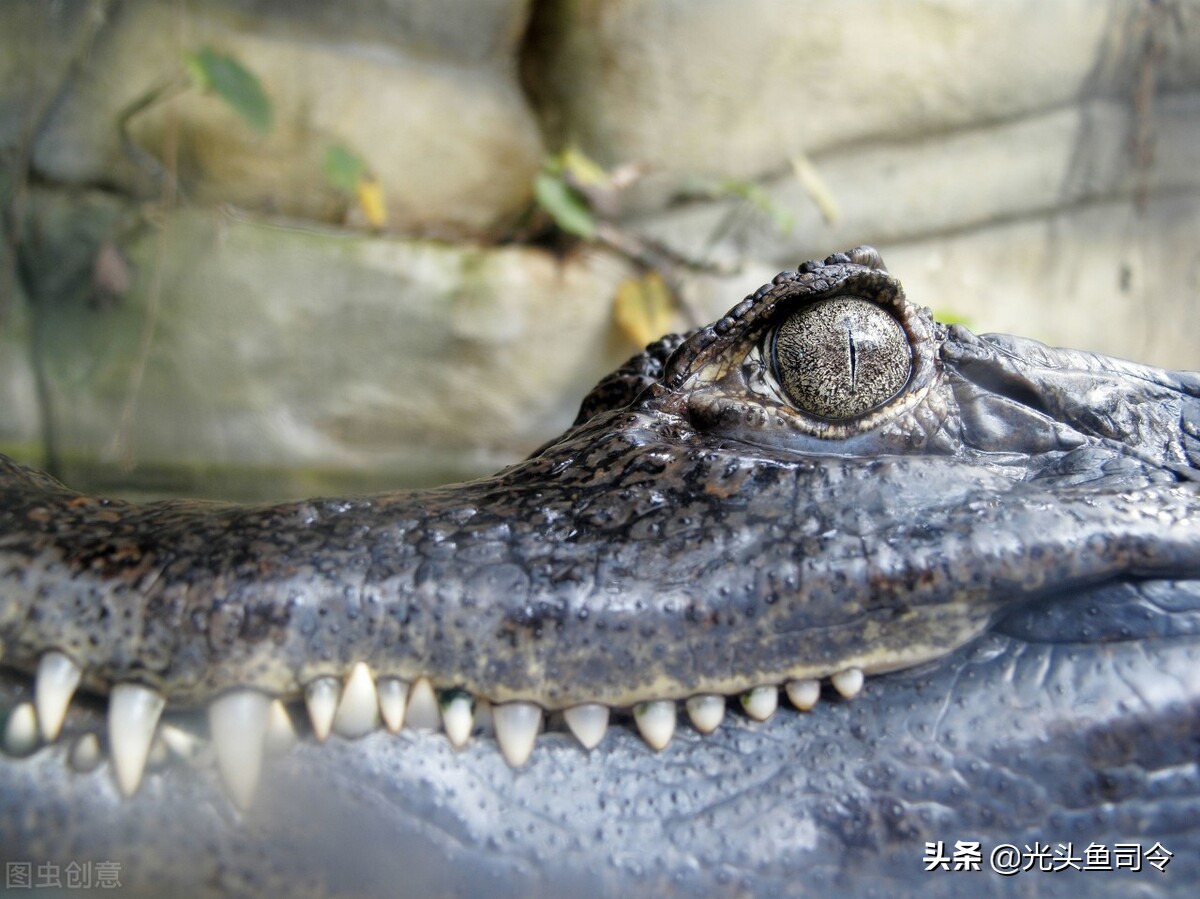 亚马逊河为什么被称为人类禁区,亚马逊河到底有多可怕