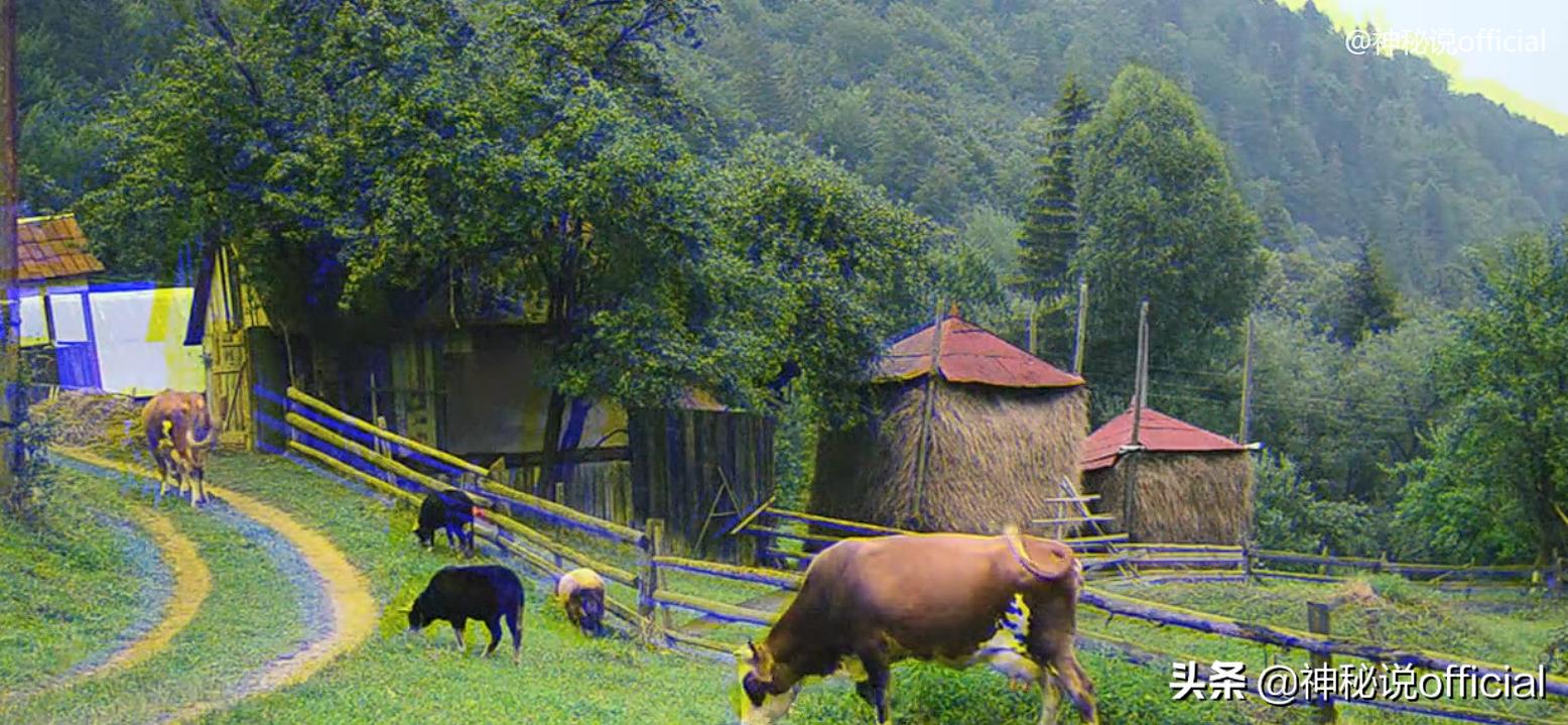 护林员发现野生大熊猫幼崽,山中野人被村民成功抓住