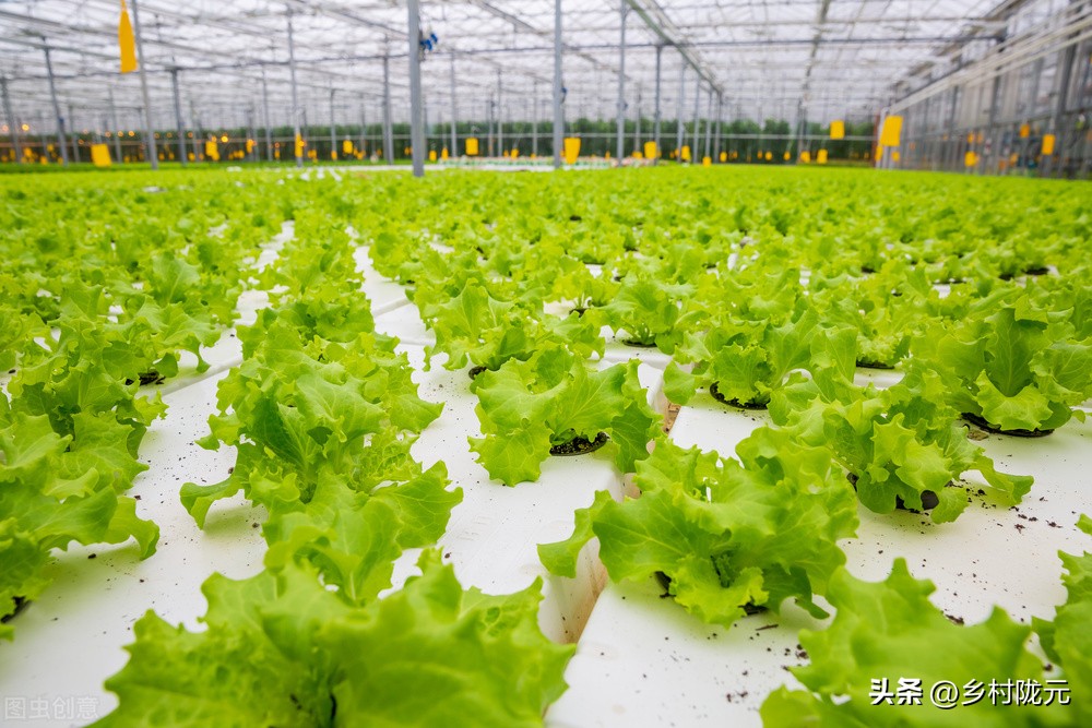 结球生菜和意大利生菜哪个产量高,结球生菜的种植方法