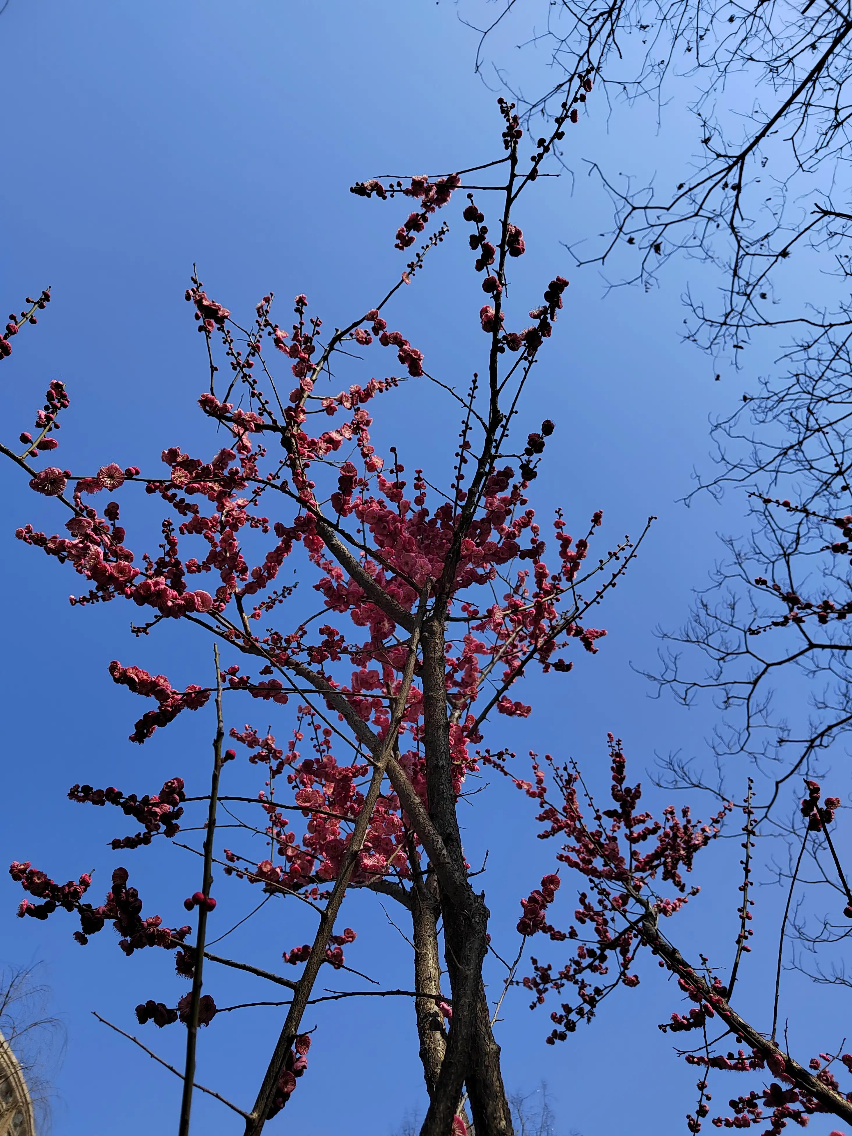 西子畔文学社0132期，奇心初啜笔尖魂，切爱时炊鸟畔村