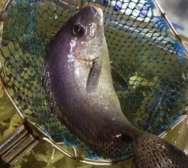 鱼类食材大全名称图片,鱼类菜谱大全100种