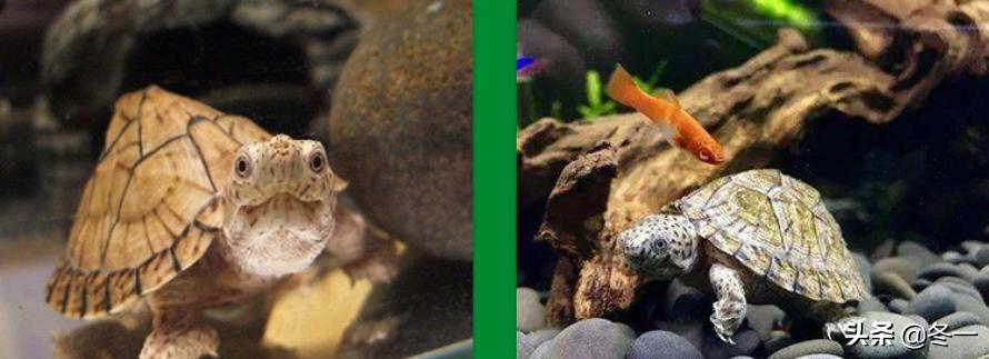 乌龟初学者,乌龟新手入门教程视频