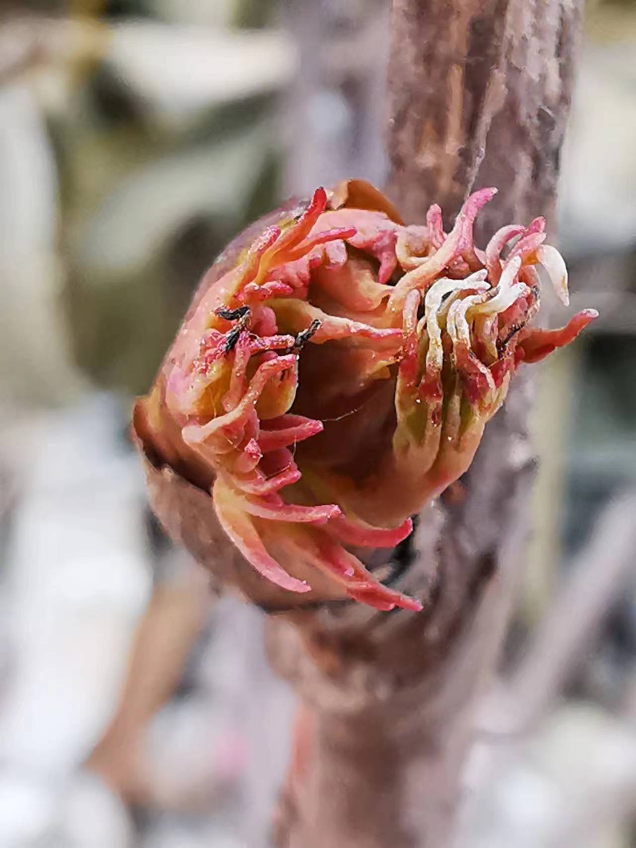 欣赏牡丹花开视频,牡丹各品种的花芽