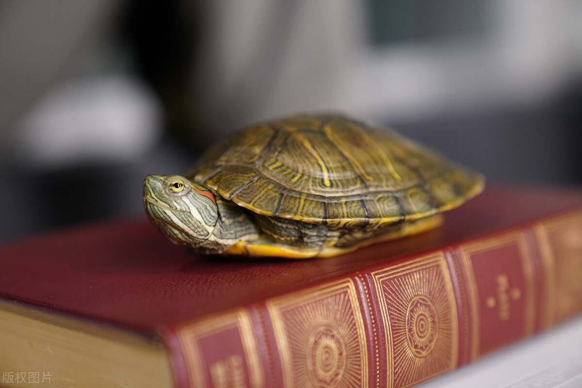 从土里挖出来的蚯蚓巴西龟能吃吗,巴西龟可以吃海蚯蚓吗