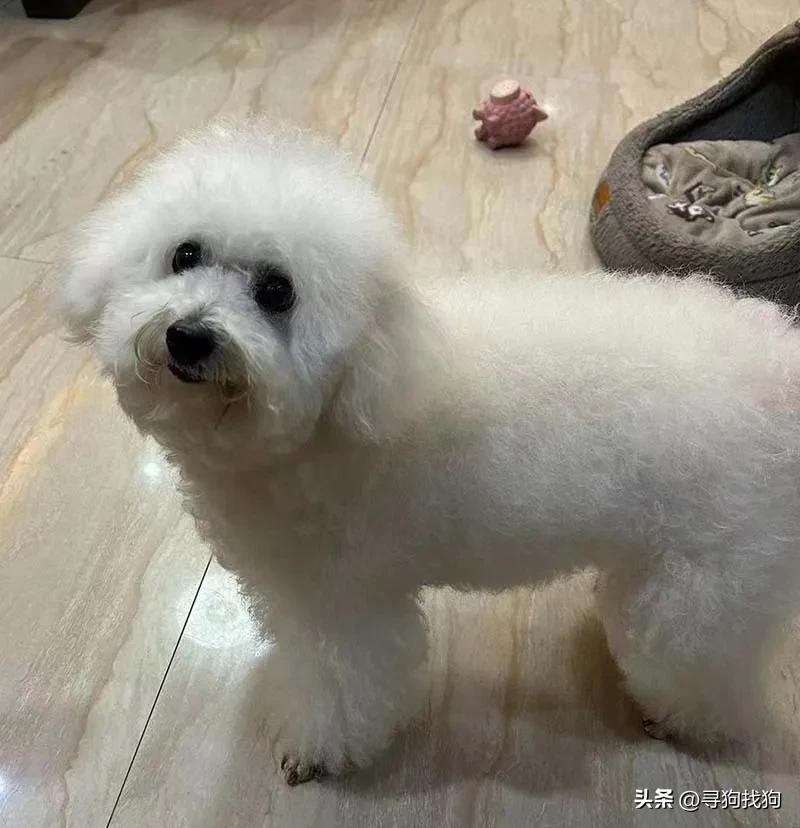 中山坦洲泰迪犬出售,中山三乡泰迪狗出售