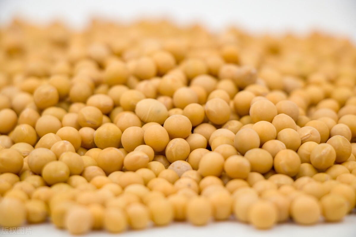 豆粕外盘对菜粕期货价格的影响,9月12日国内大豆产品现货参考报价