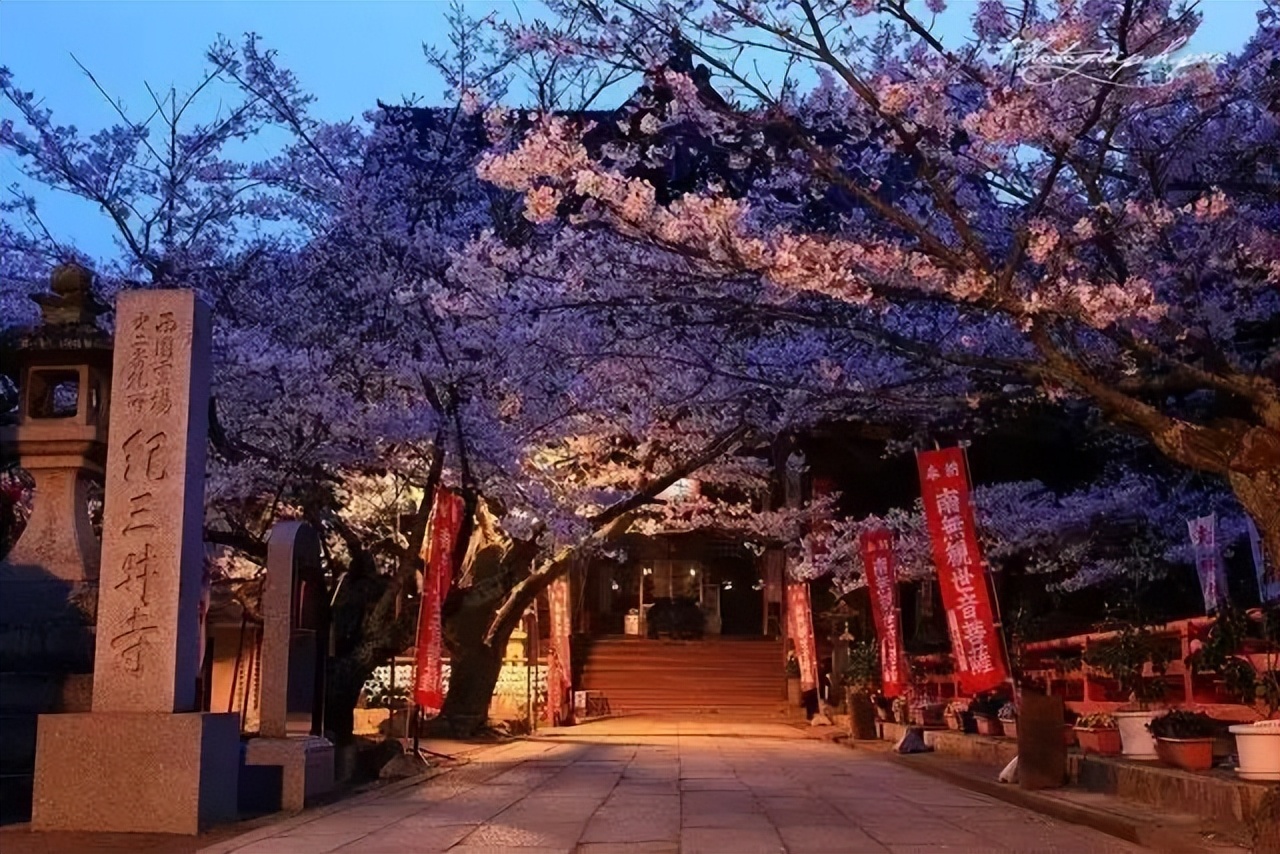 2023日本樱花什么时候开花,2023年日本樱花开放预测