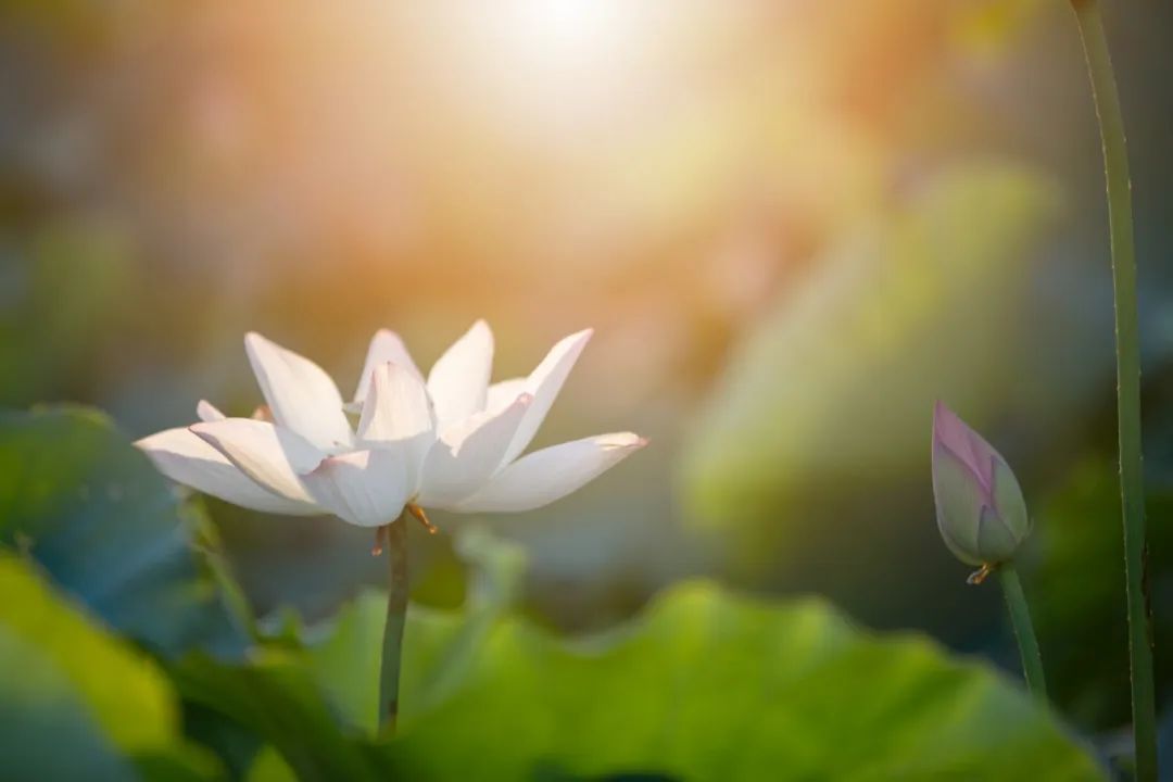 赏花最美的十首诗,最美赏花经典诗词