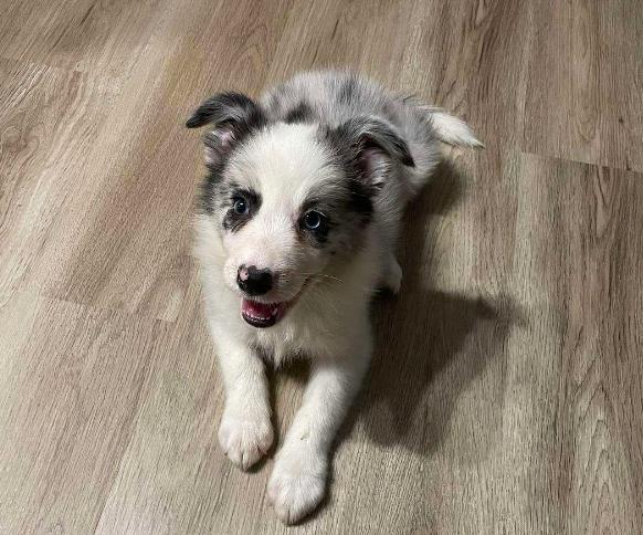 咖色阴阳脸边牧犬就不纯了吗,金边牧犬纯种和不纯长大区别