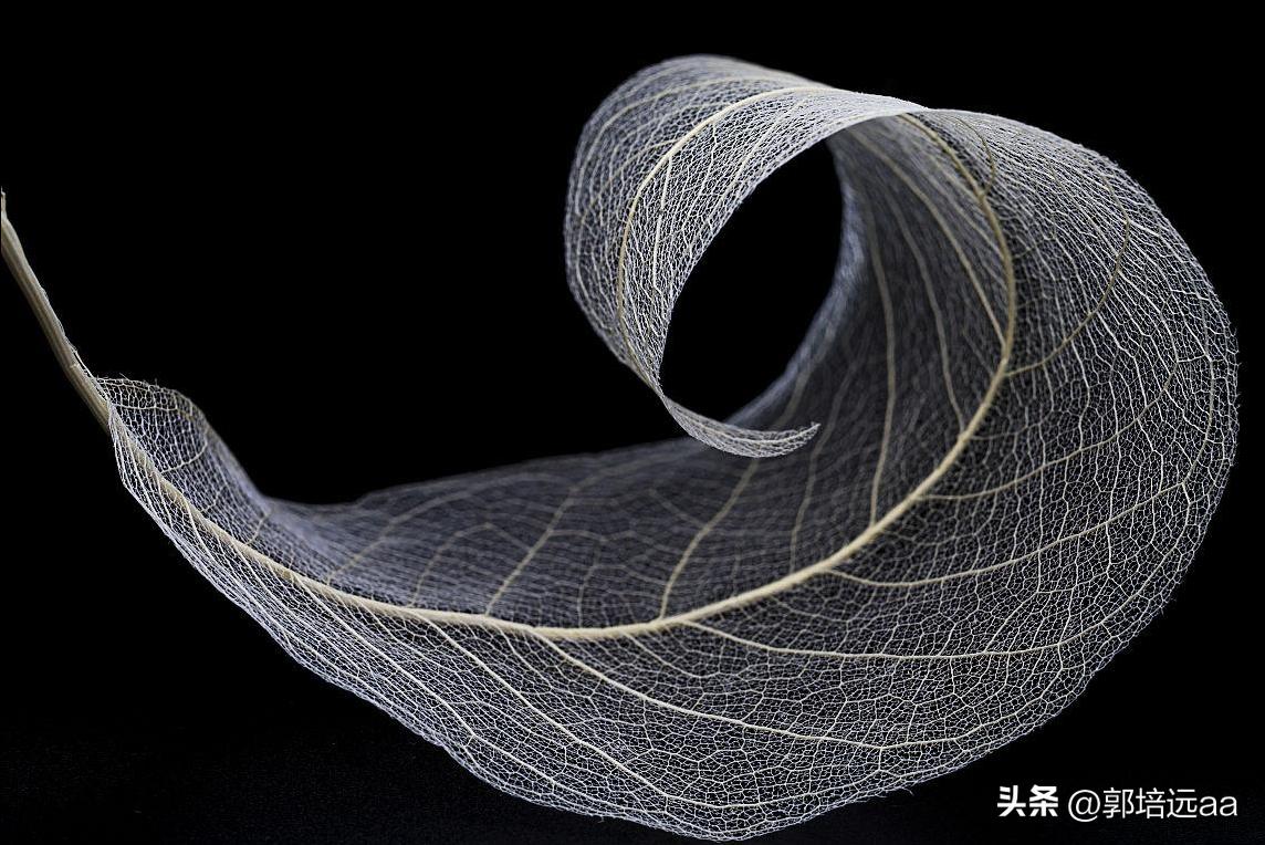 靠树叶一年赚8000万,一片树叶卖7000元