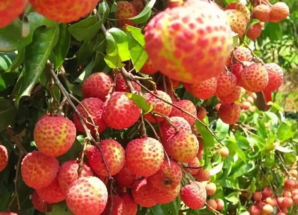 荔枝的诗句古诗大全,咏荔枝诗句大全